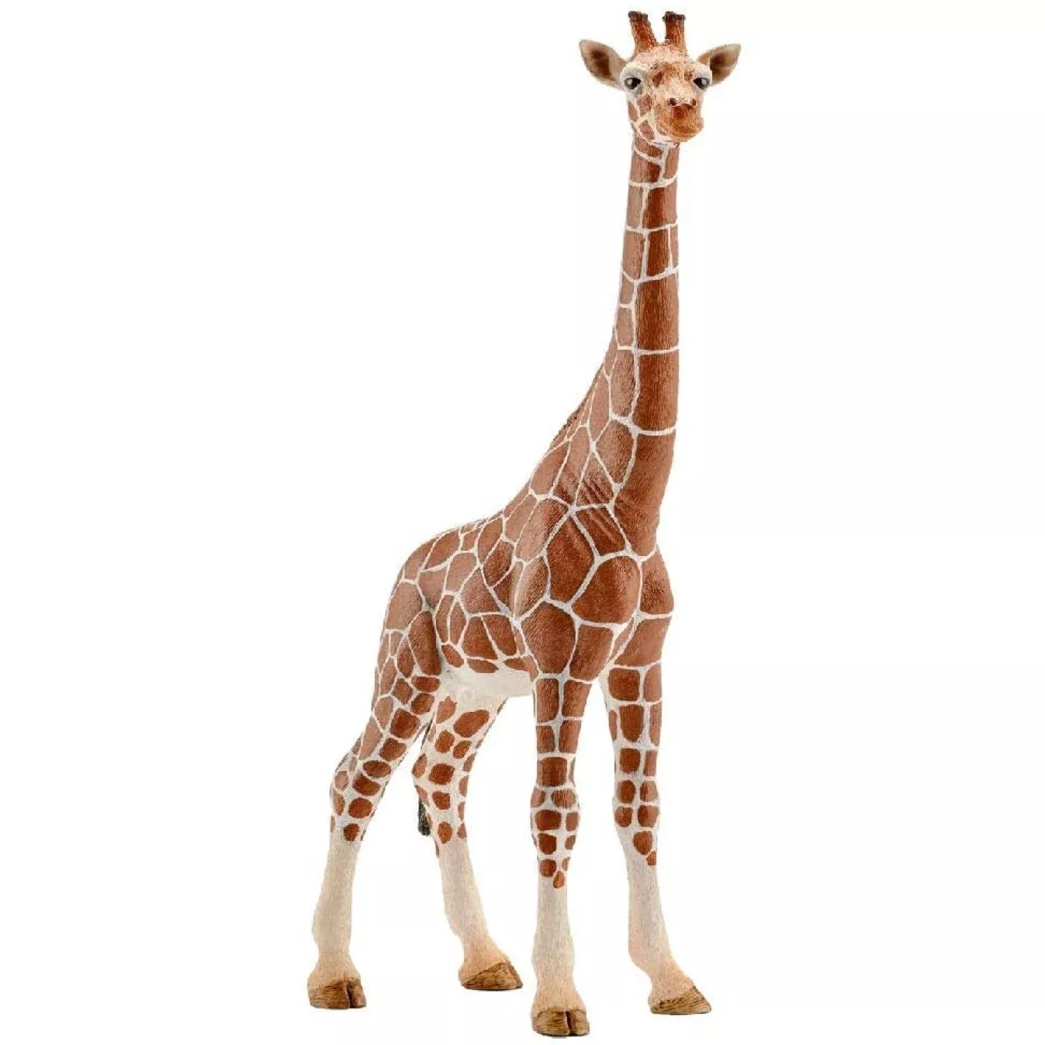 giraffe-female Giraffe Female